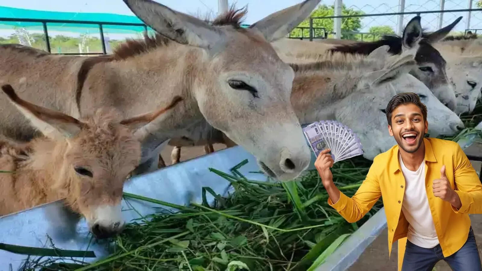 गधे पालन: सरकार दे रही है 50 लाख रुपये, जानें इसके पीछे की वजह