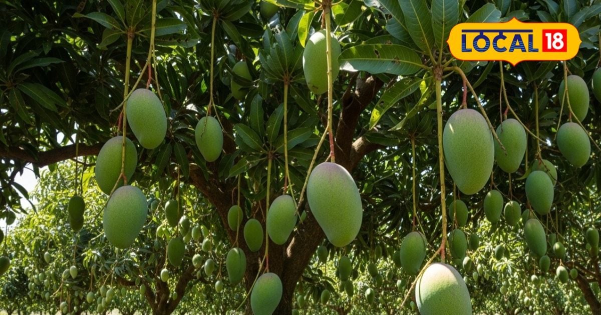 रामपुर का किसान: आम के बाग से कमाएं सालों तक लाखों रुपये