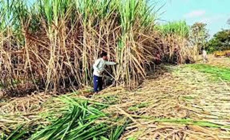बिहार के गन्ना किसानों को मिली राहत, 99.14% भुगतान हुआ पूरा