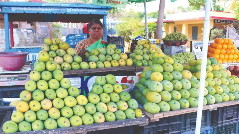 Mango season turns sour in Coimbatore, nearby districts as yields drop by 50%