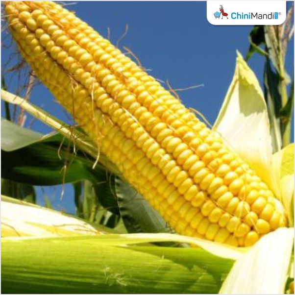 Maize crop setback will increase ethanol cost of production, not production cuts