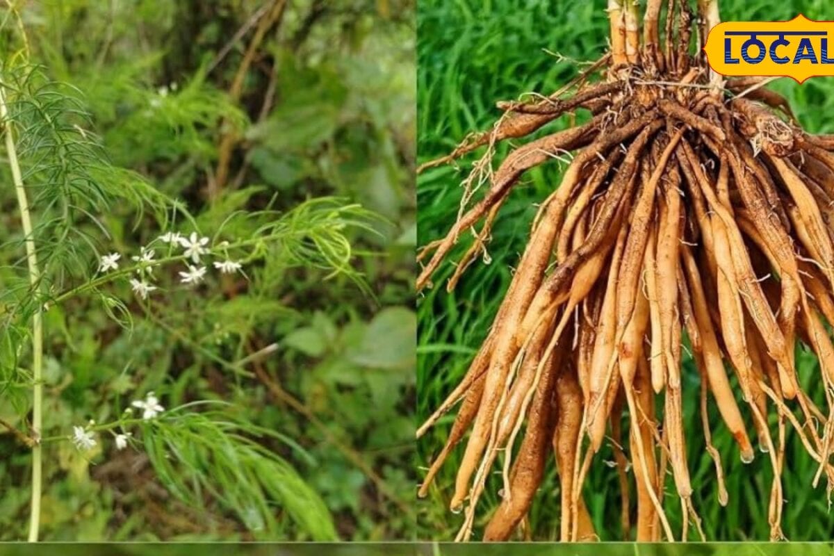 शतावरी की खेती से कम लागत में लाखों की कमाई, 18 महीने में एक एकड़ से 5–6 लाख रुपये तक मुनाफे का मौका